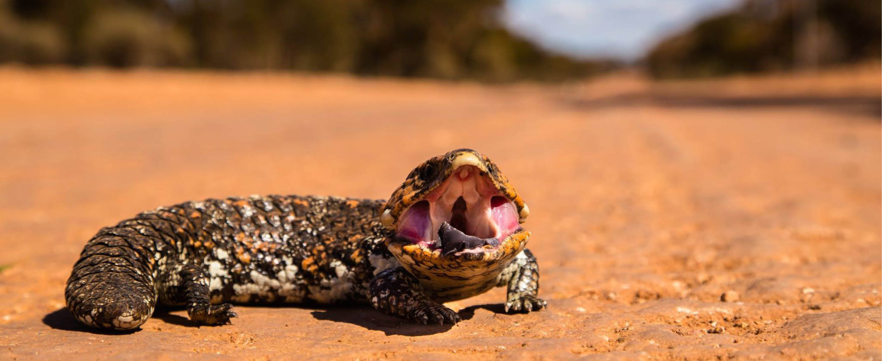 Remote Digital Imagery